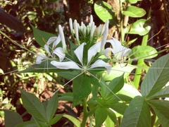 Cleoserrata speciosa