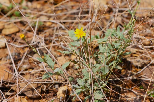 Hairyseed Bahia