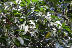 Olmediella betschleriana