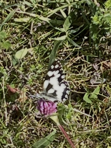 Marbled White