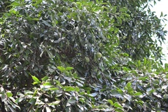 Olmediella betschleriana