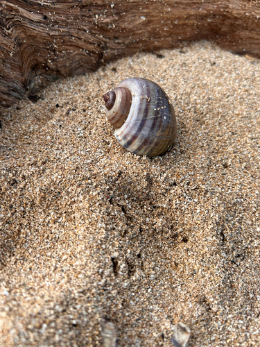 Pomacea, 2026-06-03