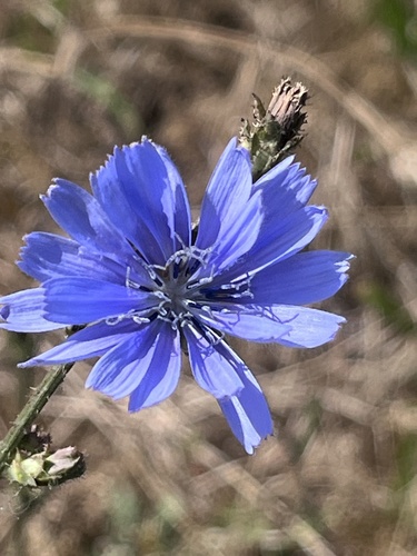 chicory