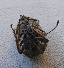 Phloeobius