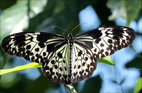 Andaman Tree Nymph