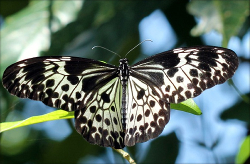 Andaman Tree Nymph