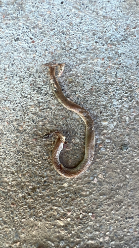Plains Black-headed Snake