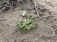 Cryptantha leiocarpa