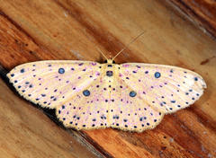 Anisodes prunelliaria