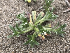 Cryptantha leiocarpa