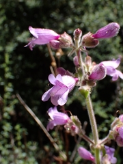 Penstemon rattanii