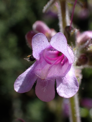 Penstemon rattanii, photograph 2
