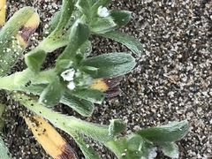 Cryptantha leiocarpa