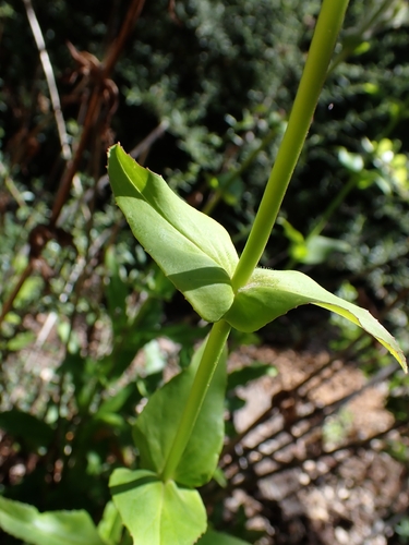 Penstemon rattanii, photograph 3