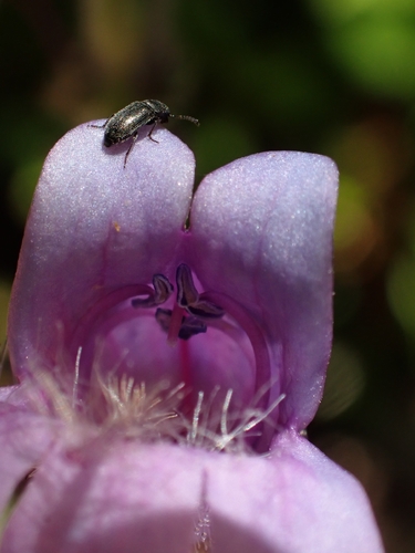 Penstemon rattanii, photograph 4