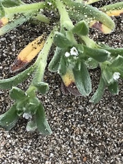 Cryptantha leiocarpa