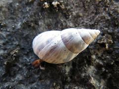 Bulimulidae