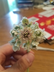 Hymenopappus artemisiifolius