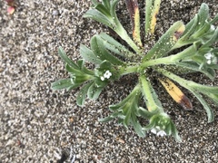 Cryptantha leiocarpa