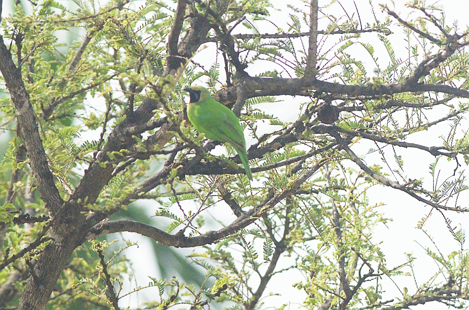 Jerdon's Leafbird (Chloropsis jerdoni), photo 10
