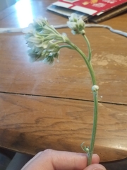 Hymenopappus artemisiifolius