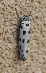 Ethmia sphaerosticha