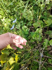 Nemophila menziesii menziesii