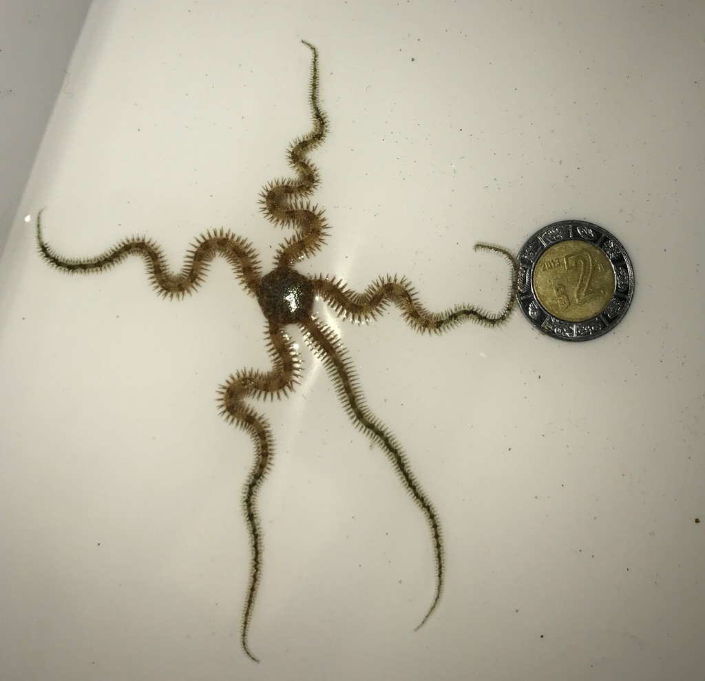 Banded Ophiocoma