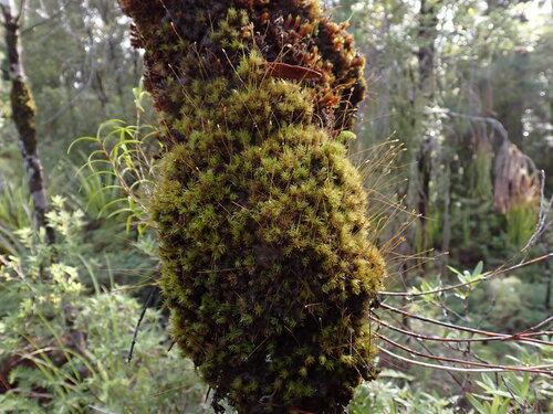 Holomitrium perichaetiale observed 2026-06-03