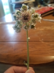 Hymenopappus artemisiifolius