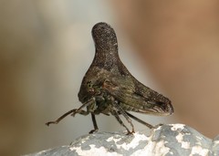 Glossonotus acuminatus