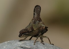 Glossonotus acuminatus