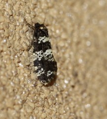 Ardiosteres moretonella