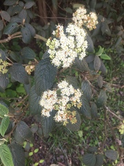 Viburnum rhytidophyllum