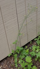 Youngia thunbergiana