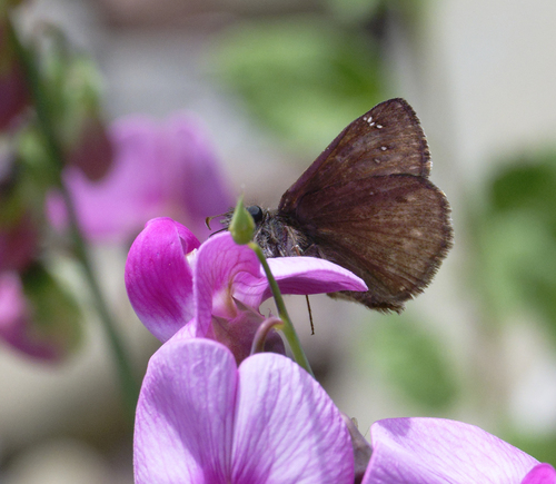 iNaturalist observation photo of Propertius Duskywing