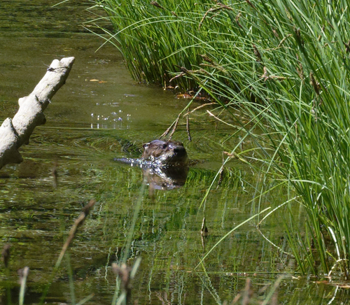 iNaturalist observation photo of North American River Otter