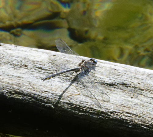 iNaturalist observation photo of Phanogomphus Clubtails