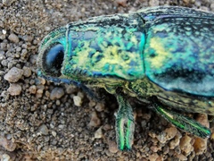 Austrophorella quadrisignata