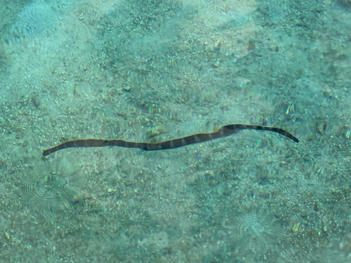 Laticauda schistorhyncha observed 2026-06-07