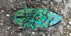 Austrophorella quadrisignata