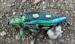 Austrophorella quadrisignata