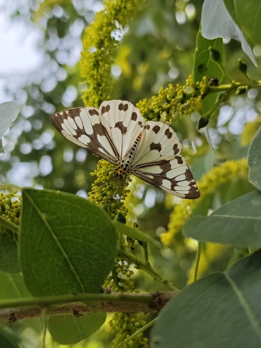 Marbled White Moth