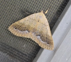 Ophyx ochroptera