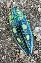 Austrophorella quadrisignata