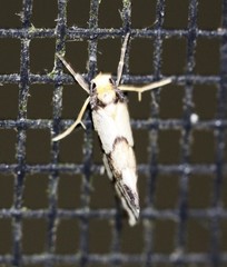 Philenora chionastis