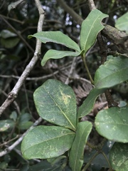 Cissus trianae