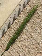 Hordeum pusillum