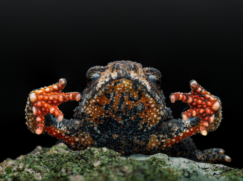 Orejas-Miranda Redbelly Toad, Melanophryniscus pachyrhynus