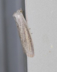 Prionopterina grammatistis